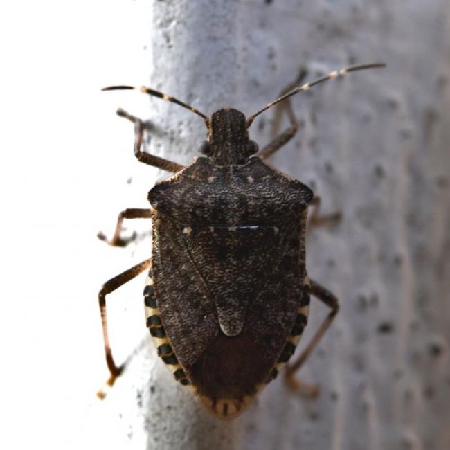 Control de plaga de chinches en Salamanca